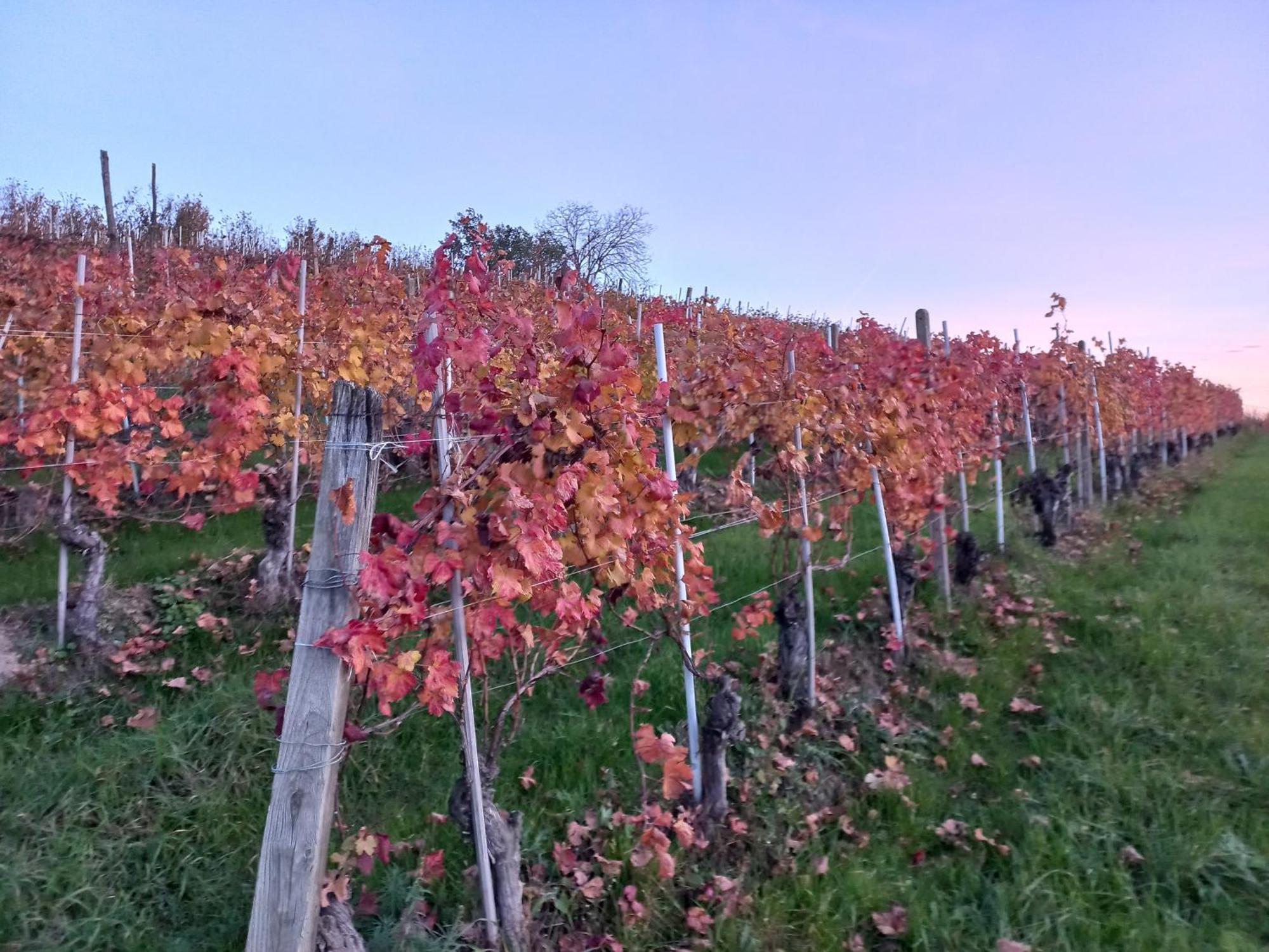 La Briccola Villa Diano d'Alba Bagian luar foto