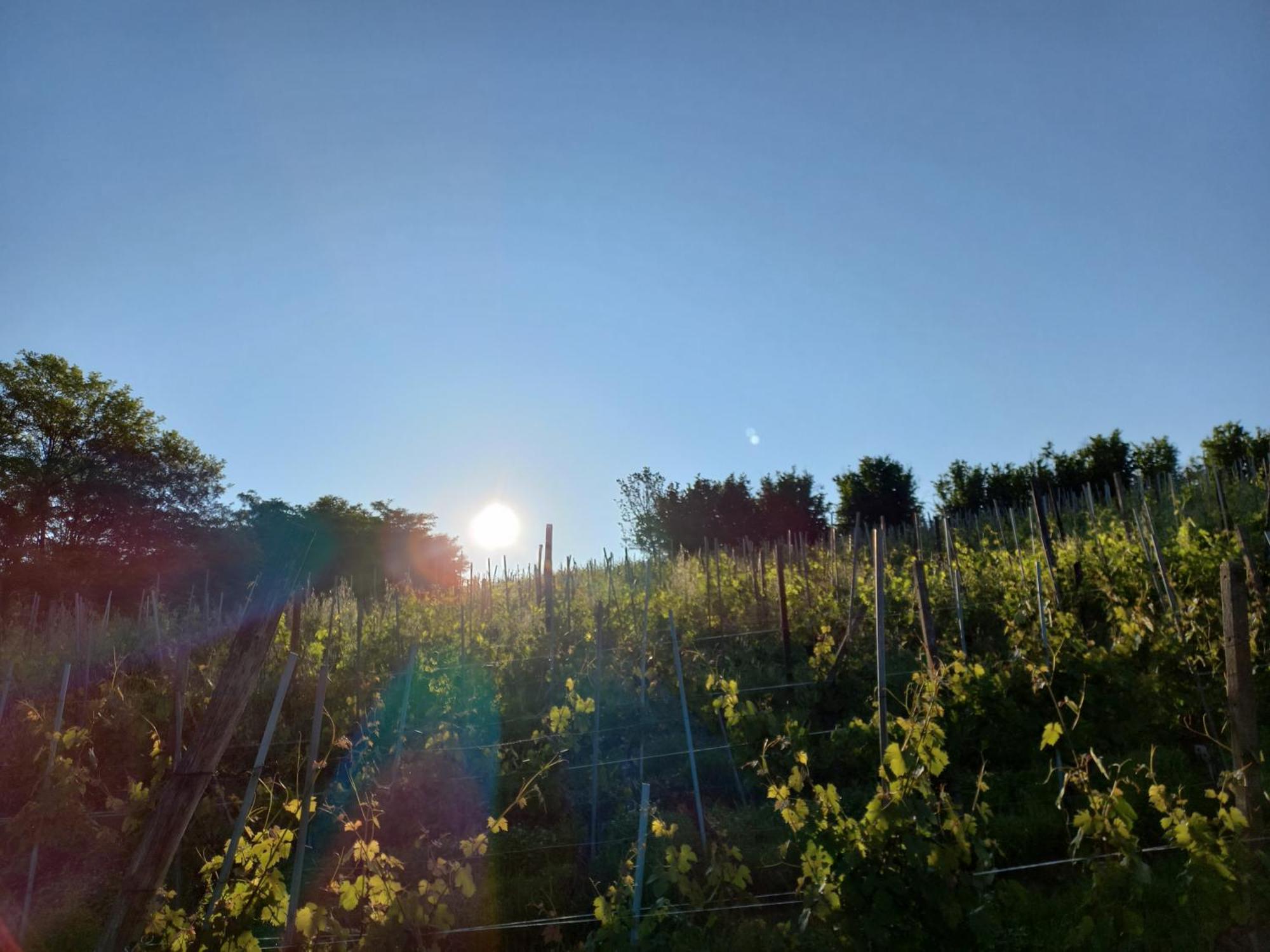 La Briccola Villa Diano d'Alba Bagian luar foto